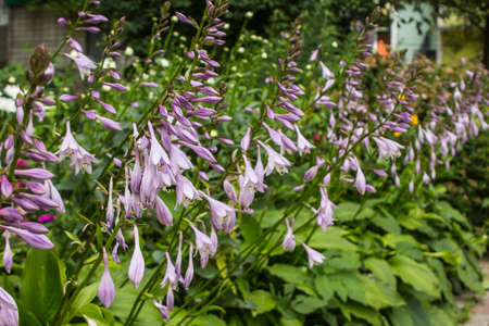 Beautiful purple flowers in the summer gardenの写真素材