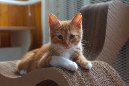 Portrait of a red-haired kitten in an apartment on a sunny day. Kyiv. Ukraineの写真素材