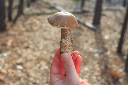 Scaber stalk mushroom found in a forest near Kyiv in a woman's hand. Ukraineの写真素材