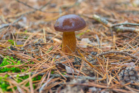 A wild mushroom bay bolete grows in the autumn forest. Ukraineの写真素材