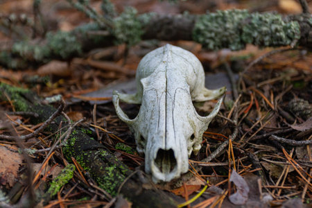 The old skull of the animal lies in the forest near Kyiv. Ukraineの写真素材