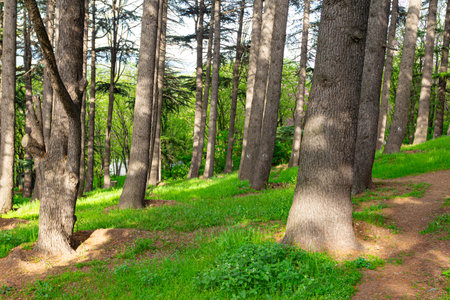 Sunny forest in the Tbilisi Botanical Garden. Georgia is a country