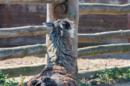 Brown alpaca in the zoo on a sunny dayの写真素材
