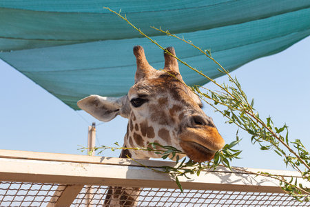 Giraffe in the zoo against the background of the blue skyの写真素材