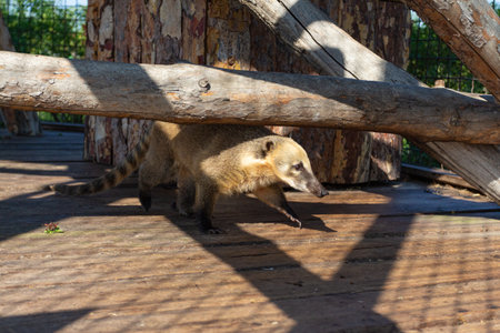 South American coati (Nasua narica) in the zooの写真素材
