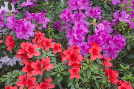 Blooming of multi-colored Azalea bushes in the Botanical Garden of the city of Kyiv. Ukraineの写真素材