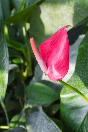 Pink anthurium flower in the garden, closeup of photoの写真素材