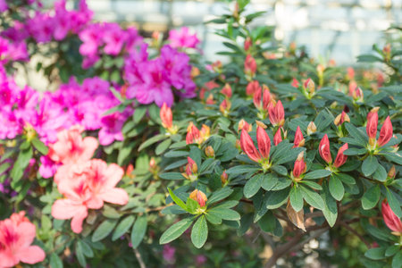 Azalea blooming in the garden. Lilac flowers on a bush.の写真素材
