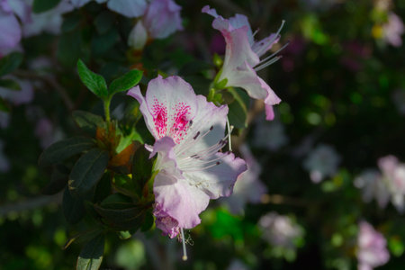 Azalea blooming in the garden. White flowers on a bush.の写真素材