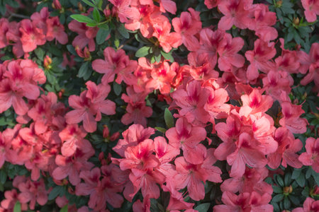 Azalea blooming in the garden. Red flowers on a bush.の写真素材