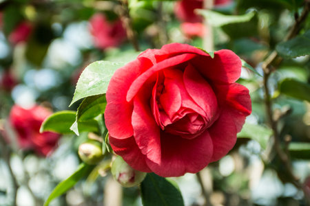 Red Camellia japonica flower on a tree in the gardenの写真素材