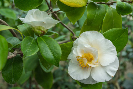 White camellia flower in the garden with green leaves background.の写真素材