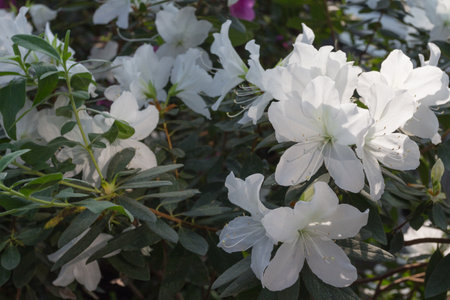 Azalea blooming in the garden. White flowers on a bush.の写真素材