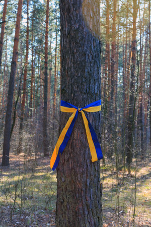 A yellow-blue ribbon (the colors of the flag of Ukraine) is tied on a tree on the territory of the memorial complex dedicated to the victims of political repression. The village ofの写真素材
