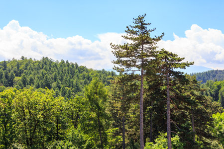 A view of the forest and mountains near the city of Rasnov. Transylvania. Romaniaの写真素材