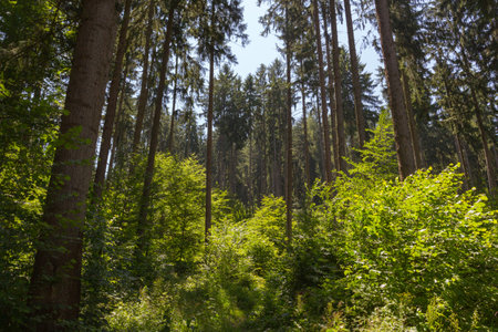 Trees in the forest in the summer. beautiful nature background.の写真素材
