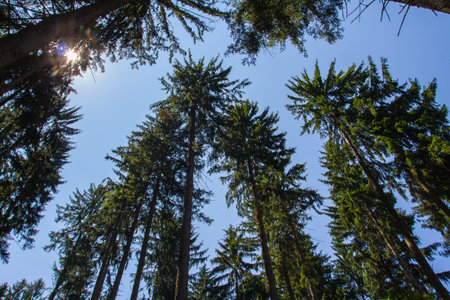 Trees in the forest in the summer. beautiful nature background.の写真素材