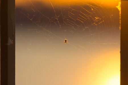 Spider on the web in the rays of the dawn sun. Shallow depth of fieldの写真素材