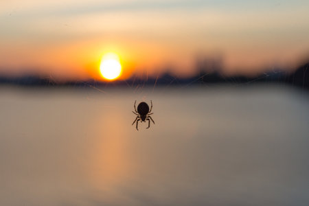 Spider on the web in the rays of the dawn sun. Shallow depth of fieldの写真素材