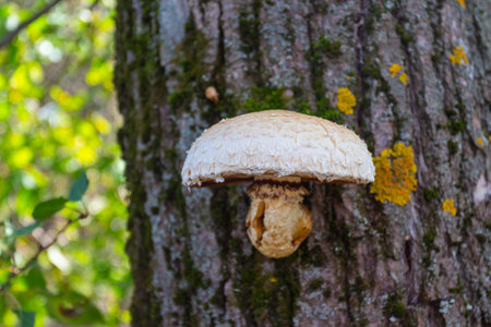 Pholiota (Pholiota squarrosa) mushroom growing on a tree in an autumn forestの写真素材