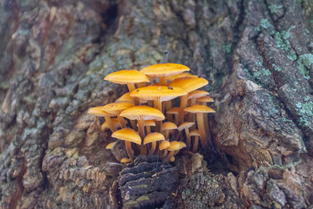 Mushrooms growing on an old tree in the forest. Selective focus.
