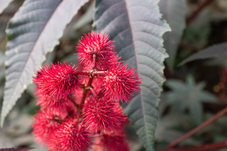 Red flower of castor oil plant, Ukraineの写真素材