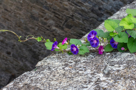 Convolvulus flowers growing on a stone wall. Morning glory flowers.
