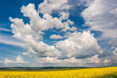 Oilseed fieldの写真素材