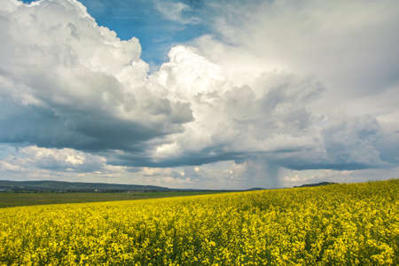 Oilseed fieldsの写真素材