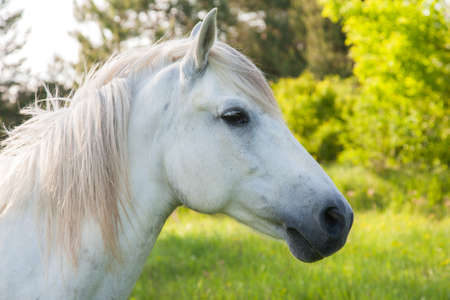 White horse is posing for photoshootの写真素材
