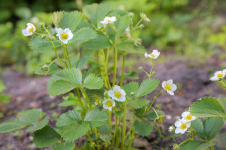 Strawberry plant blosoming in seasonの写真素材