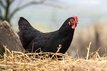 Chicken in her nestの写真素材