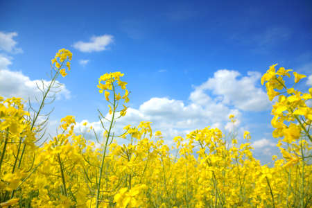 Oilseed Rape is very popular plant nowadays