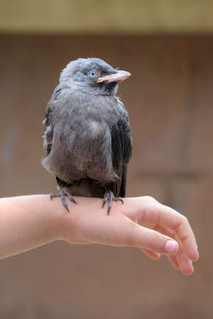 Small genus is sitting on girl's handの写真素材