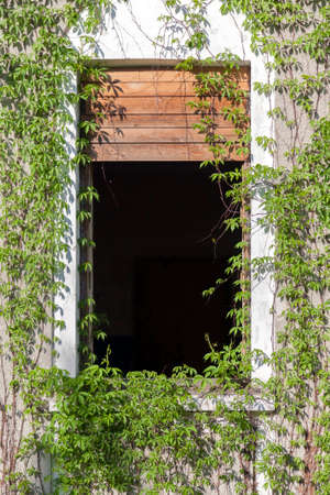 Abandoned house covered with wild vine