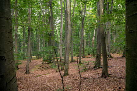 Majestic, old beech tree with golden leaves in autumn