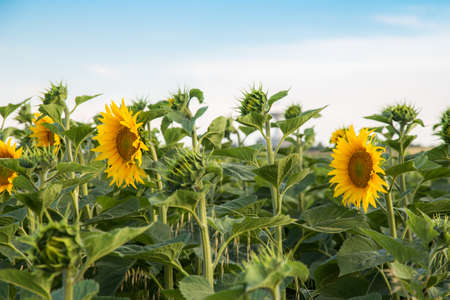 Field of sunflowers against the blue skyの写真素材