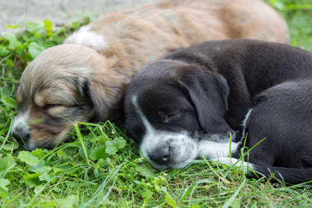 Two little sleeping puppies lying in backgardenの写真素材