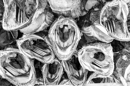 Closeup macro view at stockfish, texture background, Lofoten Islands, Norwayの写真素材