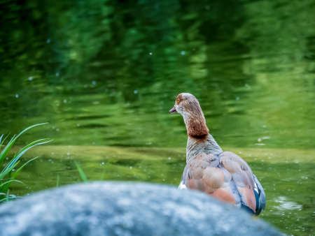 Brown feathered duck looking nostalgically into the farの写真素材