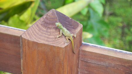 A green gecko on a fence in the Dominican Republicの写真素材