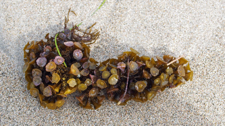 On country coralの写真素材