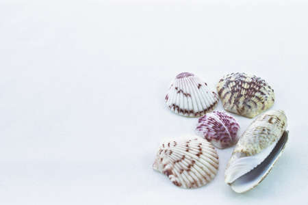 Five different seashells positioned on blank background 