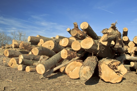 The remains of a local forest. Freshly cut trees. の写真素材