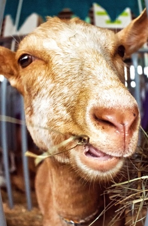 Closely cropped portrait of a beige goat chewing hay の写真素材