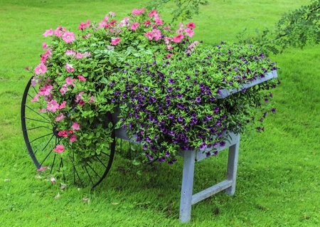 Vivid purple and pink flowers in a vintage wheelbarrow.の写真素材
