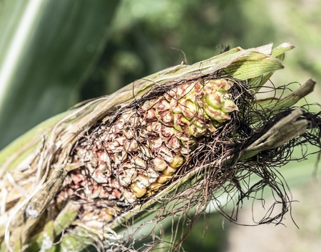 Single ear of bad corn. The husk is open.の写真素材