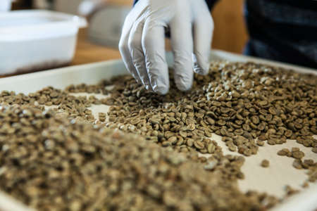 Roaster pick up defected beansの写真素材