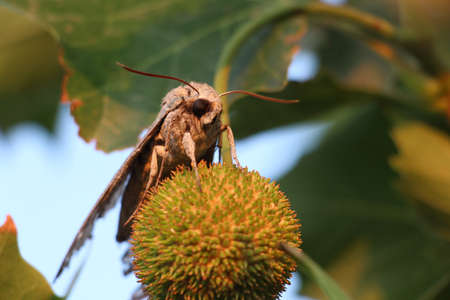 Close up of a hawk moth sitting in a tree.の写真素材
