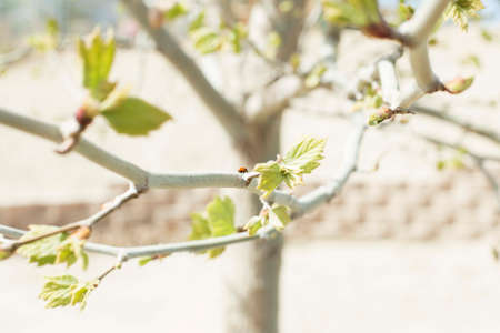 A tree is blooming in the springtime with a lady bug crawling on it's branch.の写真素材